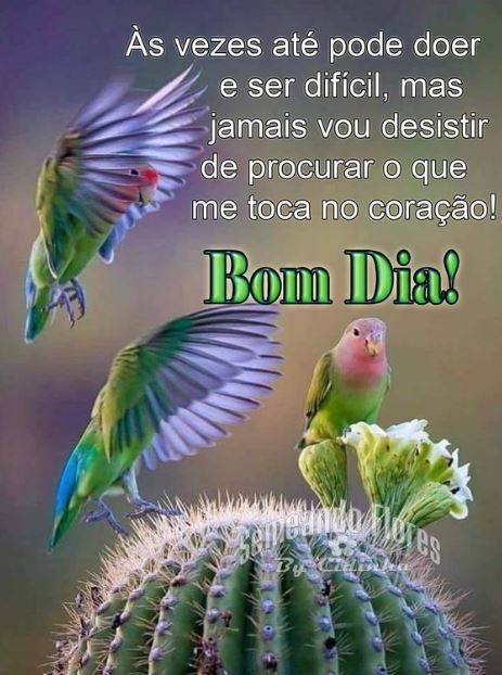 Imagens de bom dia